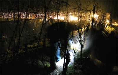 2007-12-20-eisweinernte.jpg