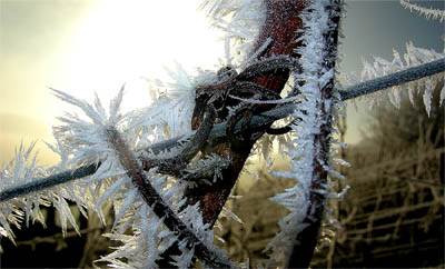 2007-12-20-reif.jpg