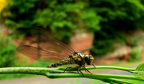 2010-05-30-libelle.jpg