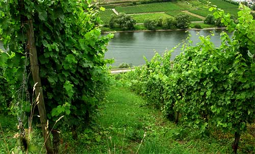 2010-08-10-vor-laubschnitt.jpg