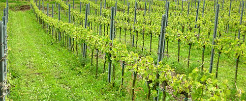 2012-05-16 Rebzeilen