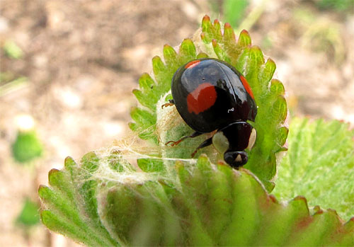 2013-05-13 Adalia 4-punctata