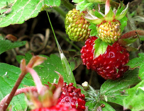2014-05-23 Erdbeeren