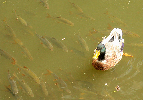 2014-06-06 Ente Fisch