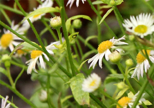 2014-12-09 Blüte