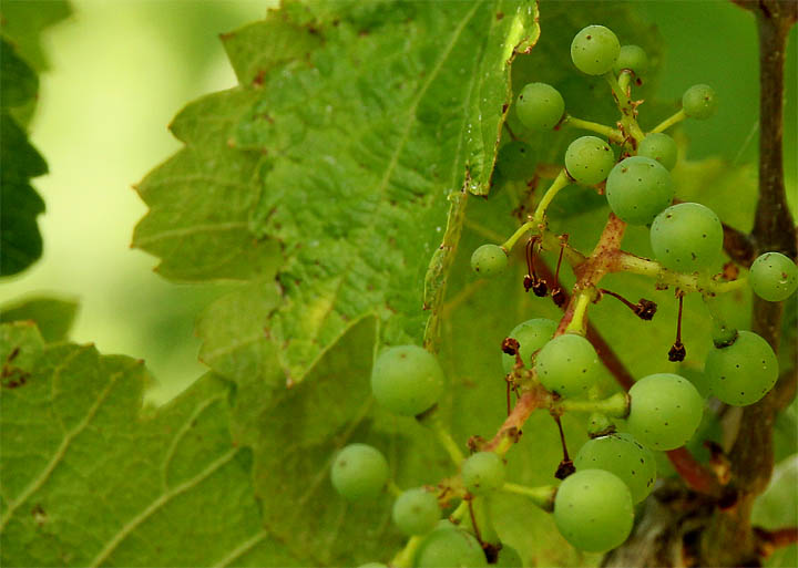 2015-07-22 Verrieselt