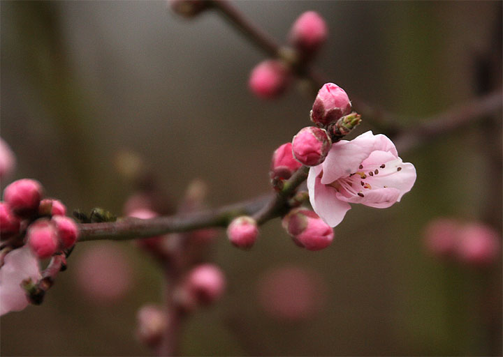 2016-03-20 Blüte