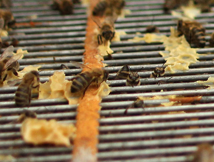 2016-04-02 Bienen