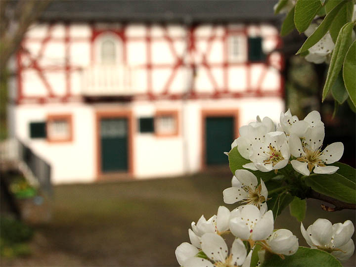 2016-04-23 Obstblüte Hof