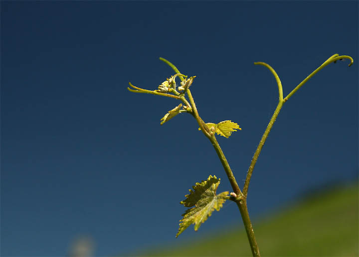 2017-06-19 Riesling Triebspitze