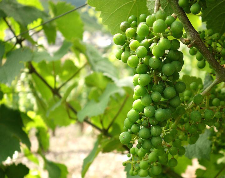 2017-06-29 Riesling, erbsendick