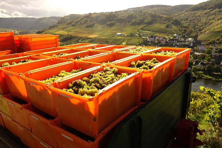 2017-10-03 Riesling Trauben Erntekisten