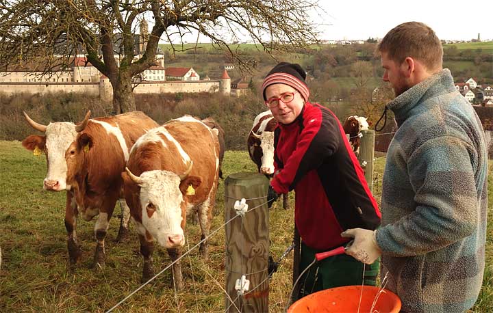 2017-11-22 Kühe treiben mit Uli