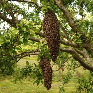 Ausgeschwärmte Bienen im Obstbaum