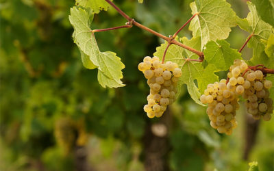 Weinernte 2022: Wetterwechsel