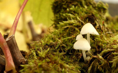 Weinernte 2022: Winzerwunschwetter