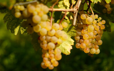 Weinernte 2023: Tag drei