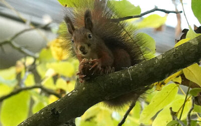 Sciurus vulgaris