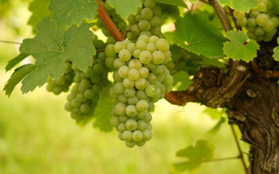 Weinernte 2025: Vorfreude