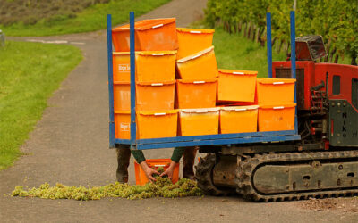 Weinernte 2025: Frauenpower